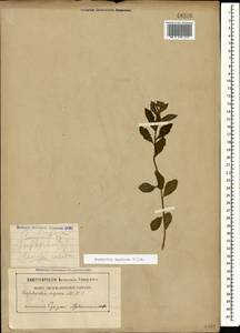 Euphorbia squamosa Willd., Caucasus, Abkhazia (K4a) (Abkhazia)