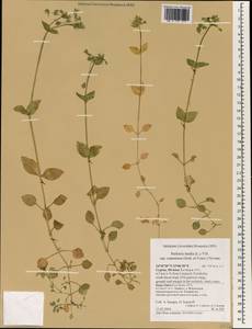 Stellaria cupaniana (Jordan & Fourr.) Beguinot, South Asia, South Asia (Asia outside ex-Soviet states and Mongolia) (ASIA) (Cyprus)