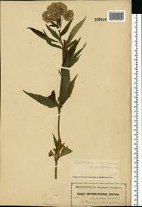 Eupatorium cannabinum L., Eastern Europe, Moscow region (E4a) (Russia)