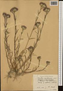 Dianthus pseudarmeria M. Bieb., Western Europe (EUR) (Bulgaria)