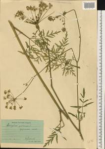 Silphiodaucus prutenicus subsp. prutenicus, Eastern Europe, Moscow region (E4a) (Russia)
