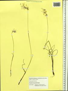 Eriophorum gracile W.D.J.Koch, Siberia, Baikal & Transbaikal region (S4) (Russia)