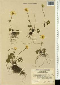 Ranunculus crassifolius (Rupr.) Grossh., Caucasus, South Ossetia (K4b) (South Ossetia)