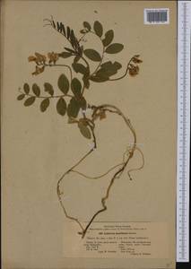 Lathyrus japonicus subsp. maritimus (L.)P.W.Ball, Western Europe (EUR) (Finland)