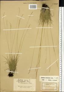 Festuca valesiaca Schleich. ex Gaudin, Siberia, Altai & Sayany Mountains (S2) (Russia)