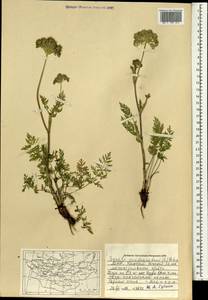Seseli condensatum (L.) Rchb.fil., Mongolia (MONG) (Mongolia)