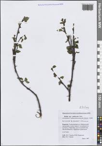 Betula pubescens var. pumila (Zanoni ex Murray) Govaerts, Siberia, Baikal & Transbaikal region (S4) (Russia)