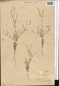 Diptychocarpus strictus (Fisch. ex M.Bieb.) Trautv., Middle Asia, Northern & Central Tian Shan (M4) (Kazakhstan)