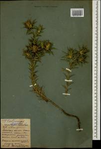 Carthamus lanatus L., Caucasus, North Ossetia, Ingushetia & Chechnya (K1c) (Russia)