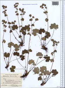 Alchemilla taurica (Buser) Juz., Crimea (KRYM) (Russia)