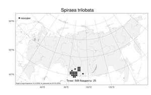 Spiraea trilobata L., Atlas of the Russian Flora (FLORUS) (Russia)