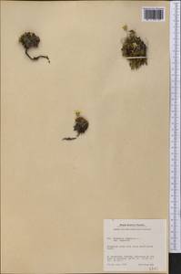 Diapensia lapponica L., America (AMER) (Greenland)