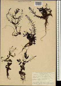 Veronica anagallis-aquatica L., South Asia, South Asia (Asia outside ex-Soviet states and Mongolia) (ASIA) (Turkey)
