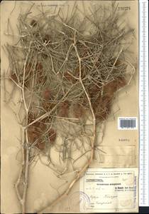 Calligonum setosum (Litv.) Litv., Middle Asia, Syr-Darian deserts & Kyzylkum (M7) (Uzbekistan)