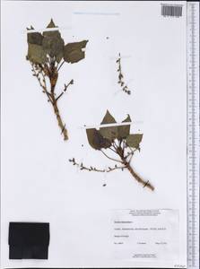 Populus balsamifera, America (AMER) (Canada)