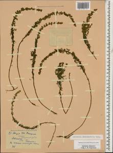 Artemisia chamaemelifolia Vill., Caucasus, Armenia (K5) (Armenia)