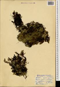 Hymenophyllum tunbrigense (L.) Sm., Caucasus, Georgia (K4) (Georgia)