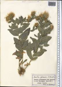 Inula glauca C. Winkl., Middle Asia, Pamir & Pamiro-Alai (M2) (Tajikistan)