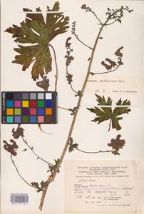 Aconitum lycoctonum subsp. moldavicum (Hacq.) Jalas, Eastern Europe (no precise locality) (E0)