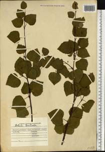 Betula pubescens var. pumila (Zanoni ex Murray) Govaerts, Siberia, Western Siberia (S1) (Russia)