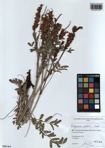 KUZ 001 277, Hedysarum gmelinii Ledeb., Siberia, Altai & Sayany Mountains (S2) (Russia)