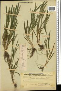 Phleum paniculatum Huds., Caucasus, Azerbaijan (K6) (Azerbaijan)