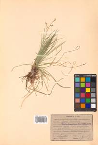 Carex lanceolata Boott, Siberia, Russian Far East (S6) (Russia)