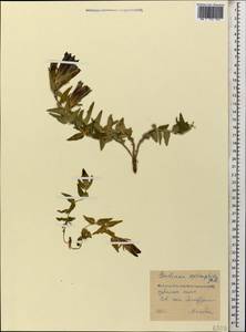 Gentiana septemfida, Caucasus, Stavropol Krai, Karachay-Cherkessia & Kabardino-Balkaria (K1b) (Russia)