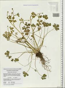 Ranunculus sceleratus L., Eastern Europe, Northern region (E1) (Russia)