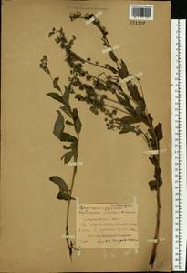 Cynoglossum officinale L., Eastern Europe, Central forest region (E5) (Russia)