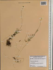 Ranunculus arcticus Richardson, Siberia, Central Siberia (S3) (Russia)