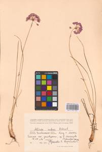 Allium rubens Schrad. ex Willd., Eastern Europe, Eastern region (E10) (Russia)