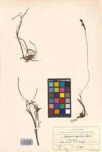 Sparganium hyperboreum Laest. ex Beurl., Siberia, Russian Far East (S6) (Russia)