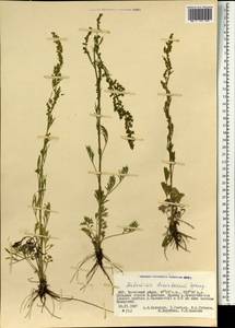 Artemisia desertorum Spreng., Mongolia (MONG) (Mongolia)