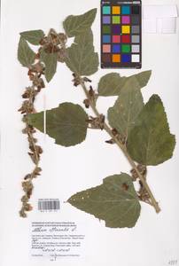 Althaea officinalis L., Eastern Europe, South Ukrainian region (E12) (Ukraine)