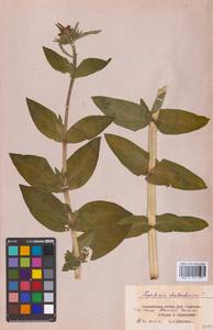 Silene chalcedonica (L.) E.H.L.Krause, Eastern Europe, Central forest-and-steppe region (E6) (Russia)