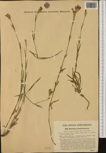 Dianthus membranaceus Borbás, Eastern Europe, West Ukrainian region (E13) (Ukraine)