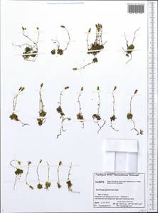 Saxifraga serpyllifolia, Siberia, Central Siberia (S3) (Russia)
