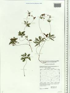 Geranium erianthum DC., Siberia, Russian Far East (S6) (Russia)