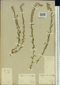 Polygala comosa Schkuhr, Siberia, Baikal & Transbaikal region (S4) (Russia)