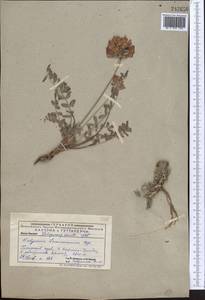 Hedysarum lehmannianum Bunge, Middle Asia, Pamir & Pamiro-Alai (M2) (Uzbekistan)