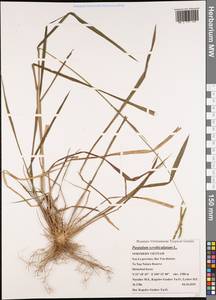 Paspalum scrobiculatum L., South Asia, South Asia (Asia outside ex-Soviet states and Mongolia) (ASIA) (Vietnam)