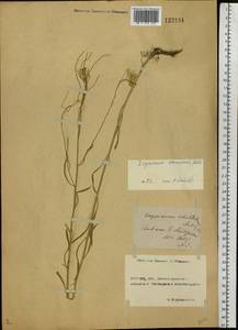 Erysimum diffusum Ehrh., Eastern Europe, Rostov Oblast (E12a) (Russia)