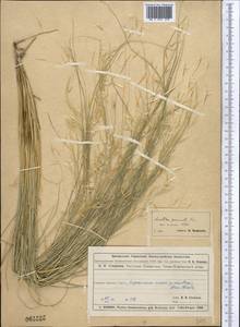 Stipagrostis pennata (Trin.) De Winter, Middle Asia, Muyunkumy, Balkhash & Betpak-Dala (M9) (Kazakhstan)