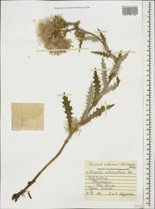 Cirsium echinus (M. Bieb.) Sch. Bip., Caucasus, Stavropol Krai, Karachay-Cherkessia & Kabardino-Balkaria (K1b) (Russia)