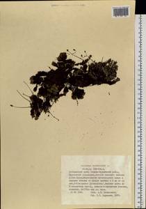 Saxifraga bronchialis, Siberia, Russian Far East (S6) (Russia)