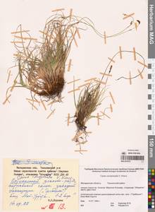 Carex conspissata V.I.Krecz., Siberia, Chukotka & Kamchatka (S7) (Russia)