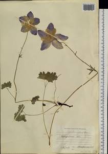 Aquilegia glandulosa Fisch., Siberia, Baikal & Transbaikal region (S4) (Russia)