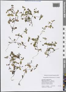 Swertia dichotoma L., Siberia, Baikal & Transbaikal region (S4) (Russia)