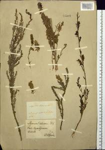Myricaria davurica (Willd.) Ehrenb., Siberia, Baikal & Transbaikal region (S4) (Russia)